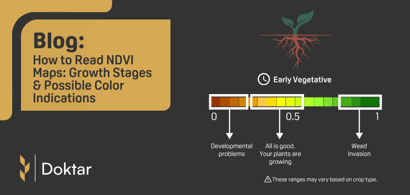 How to Read NDVI Maps: Growth Stages & Possible Color Indications