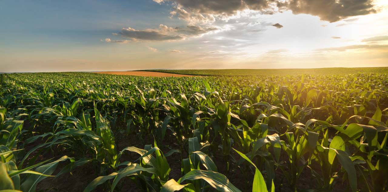 1000 Farmers Endless Prosperity Program